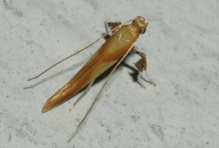 Gracillariidae 3